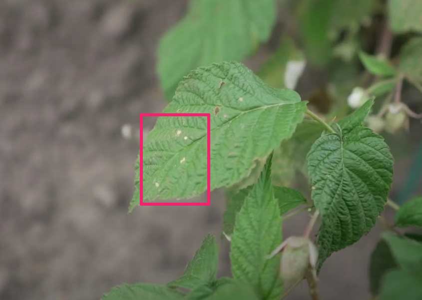 Болезнь септориоз – лечение и борьба, средства от септориоза