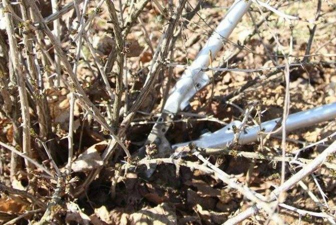Мастер-класс по осенней обрезке ягодных кустарников – когда и как обрезать?