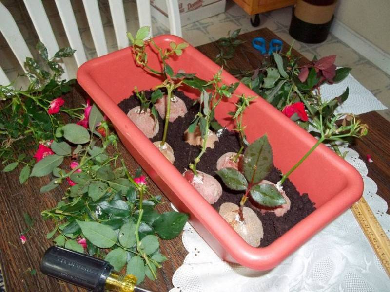 Роза домашняя в горшке — уход, выращивание и размножение, фото