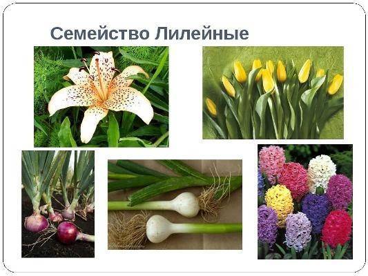 Цветы белые лилии: описание, особенности выращивания и ухода, фото