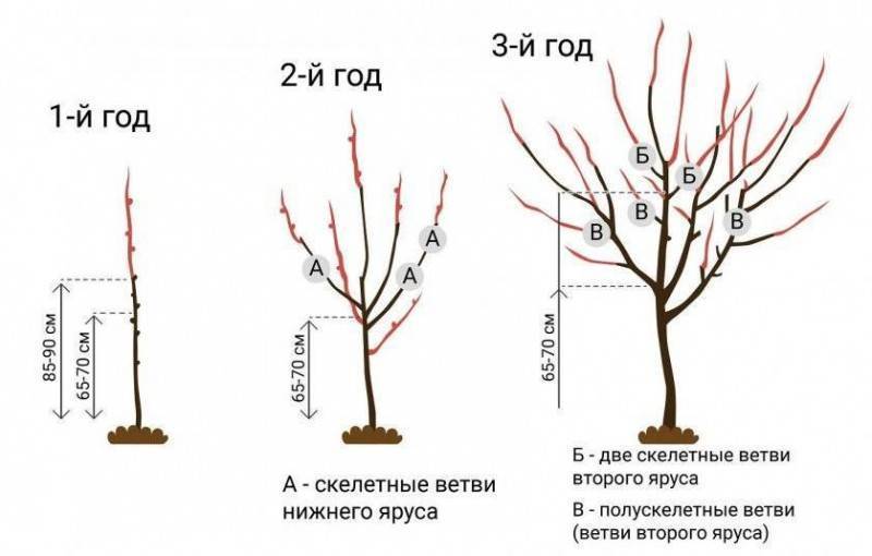 Абрикос: выращивание в саду, виды и сорта