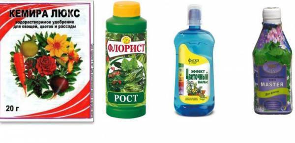 Дихондра: посадка и уход, фото и описание, особенности выращивания