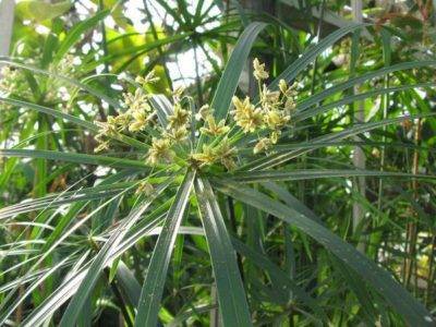 Циперус (Cyperus) – уход, фото, виды