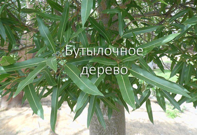 Фото брахихитона
