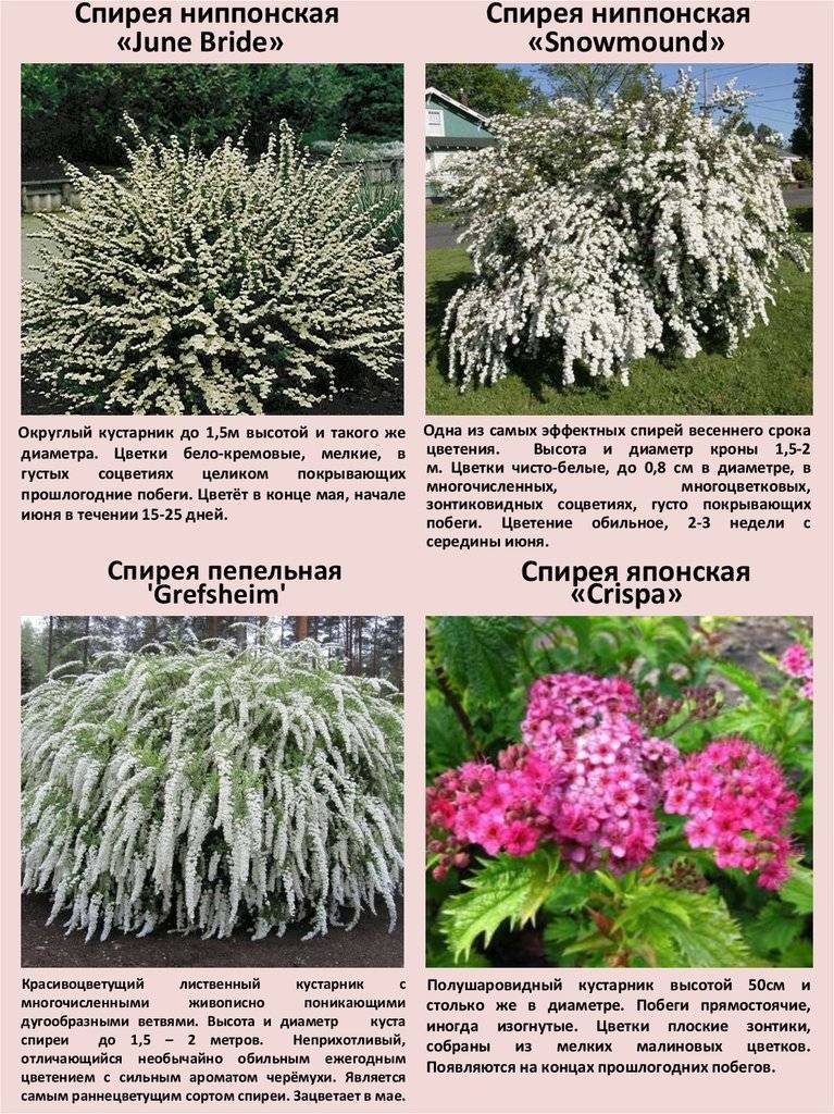 Самые интересные виды и сорта спиреи