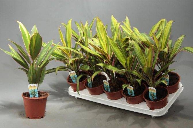 Кордилина (Cordyline) – уход, фото, виды