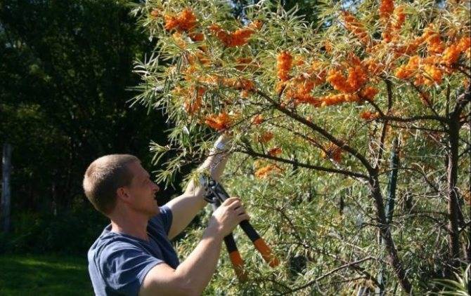 Зимовка растений в подвале – какие условия нужно создавать и все ли растения переживут так зиму?
