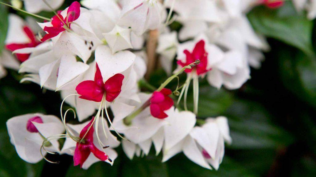 Клеродендрум в домашних условиях