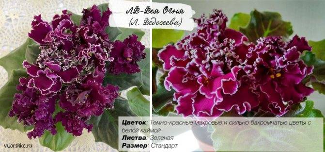 Кутровые