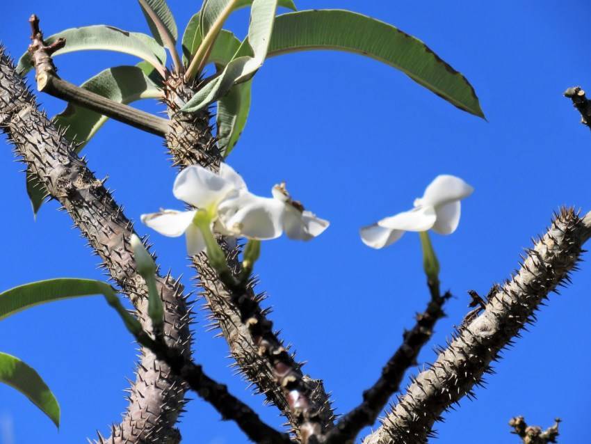 Пахиподиум – уход в домашних условиях, фото