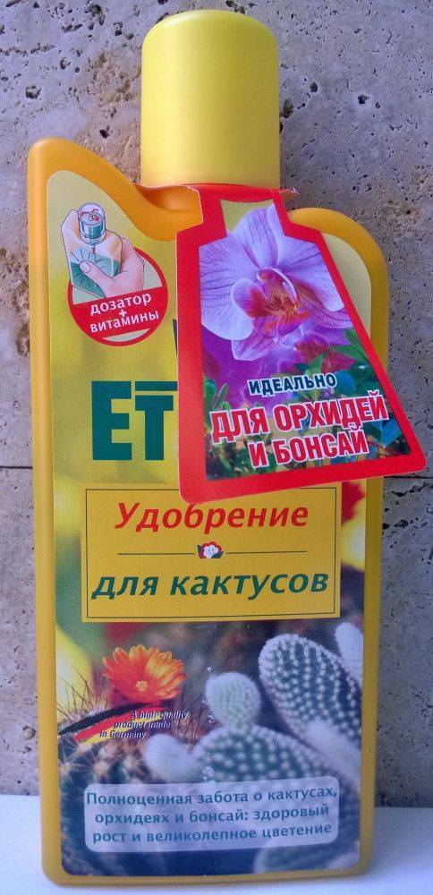 Цикас в домашних условиях, виды и сорта