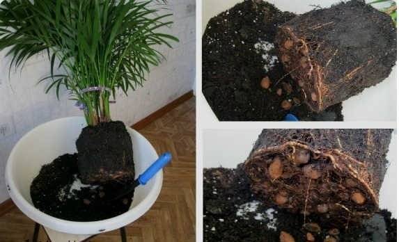 Пальма арека: 4 вида для выращивания и уход