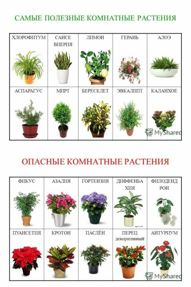 Популярные виды, а также рейтинг самых красивых комнатных цветов на 2021 год.