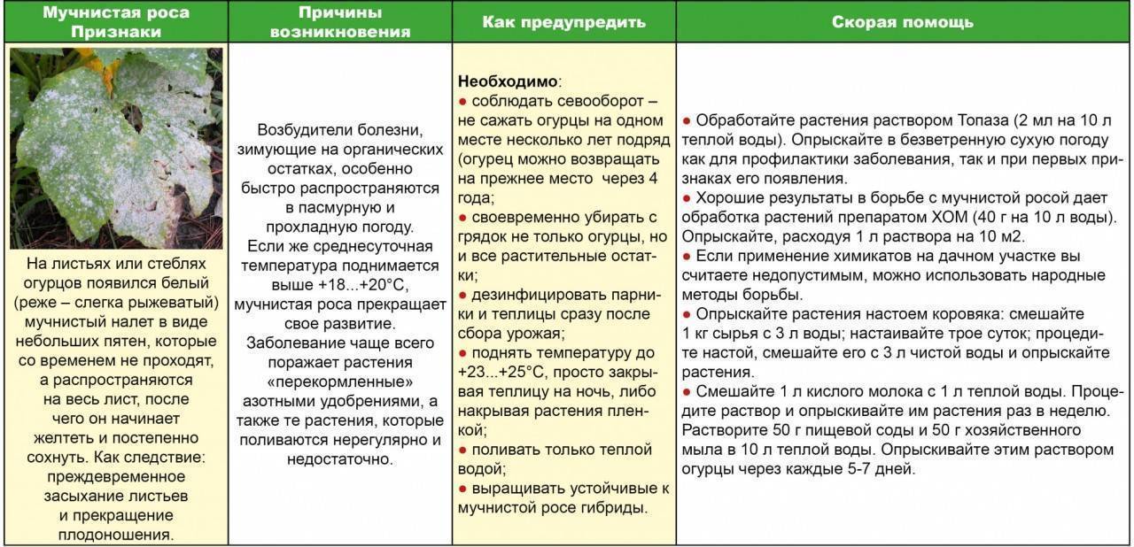 Растение лавр благородный: фото, сорта, выращивание в домашних условиях