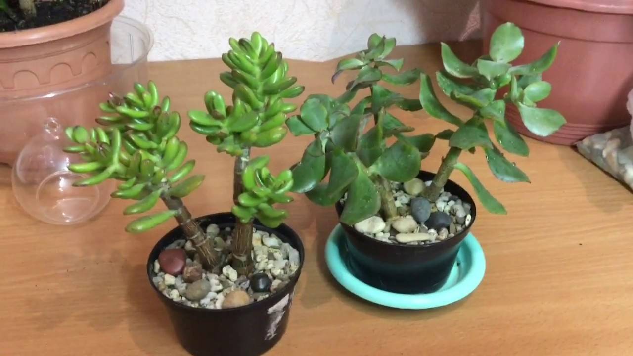 Как пересадить денежное дерево в домашних условиях: когда и какой горшок нужен толстянке