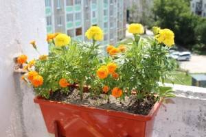 Какие можно посадить цветы на балконе: список названий, описание и фото