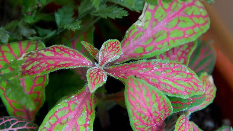 Фиттония (Fittonia) – уход, фото, виды