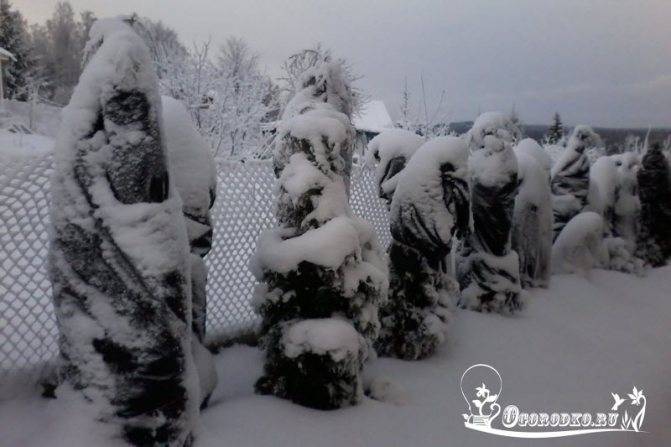Спасет ли зимнее укрытие растения и все ли растения нужно укрывать?