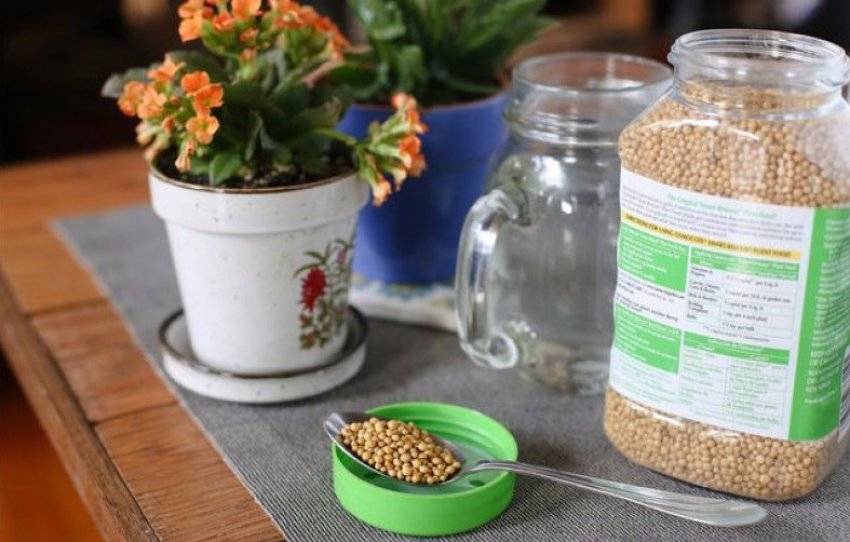 Как выращивать каланхоэ в домашних условиях: посадка, полив, размножение