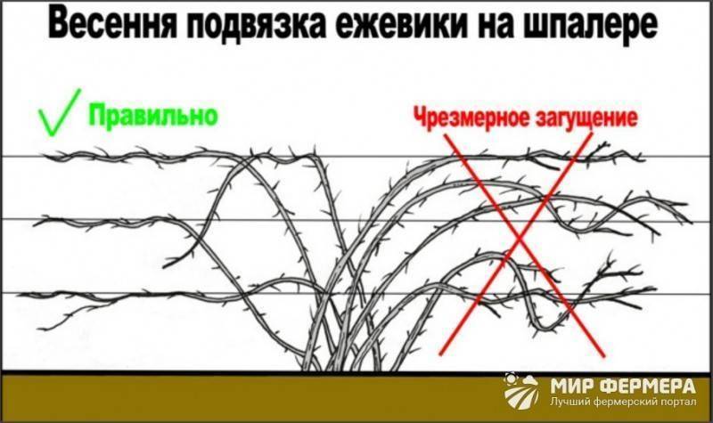 Что нужно знать об осенней обрезке ежевики – пара дельных советов