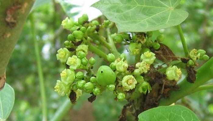 Ятрофа (Jatropha) – уход, фото, виды