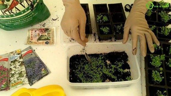 Как можно пикировать лобелию