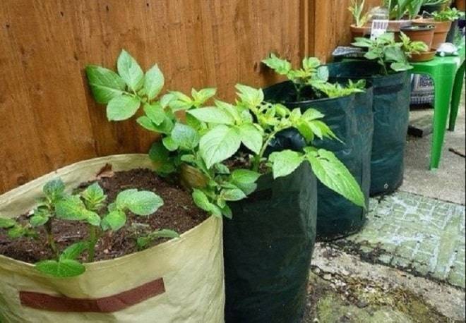 7 правил хорошего урожая картофеля – как выкапывать по ведру с куста