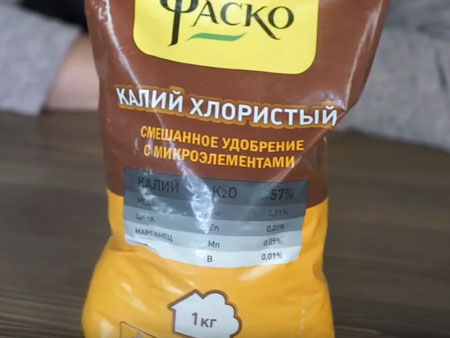 Помидоры черри на дачном участке