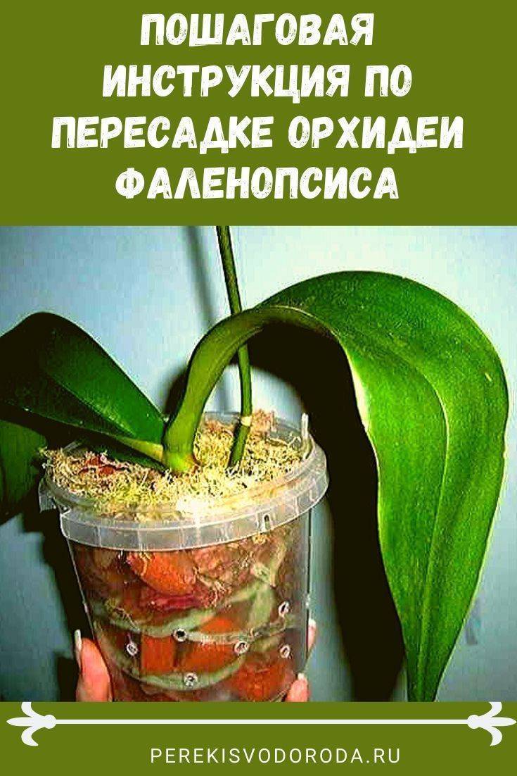 Когда можно пересаживать орхидею после покупки в домашних условиях?