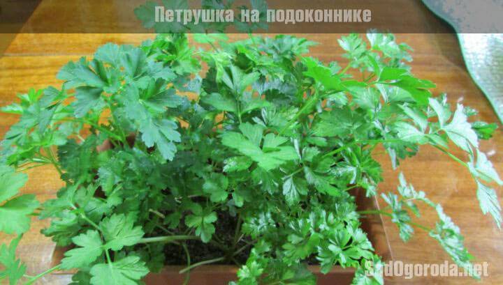 Выращиваем зелень на подоконнике — простое и полезное хобби