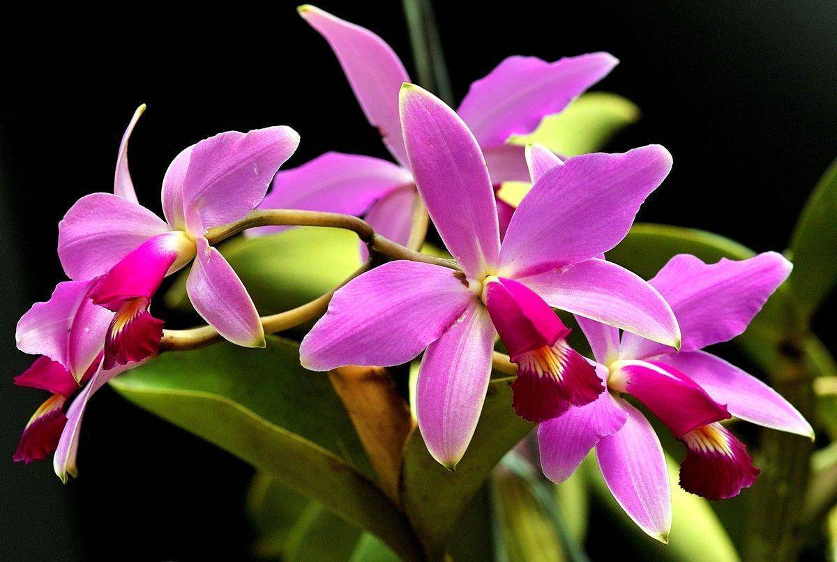 Каттлея в домашних условиях, сорта