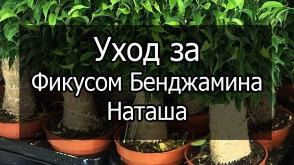 Желтеют и опадают листья фикуса бенджамина