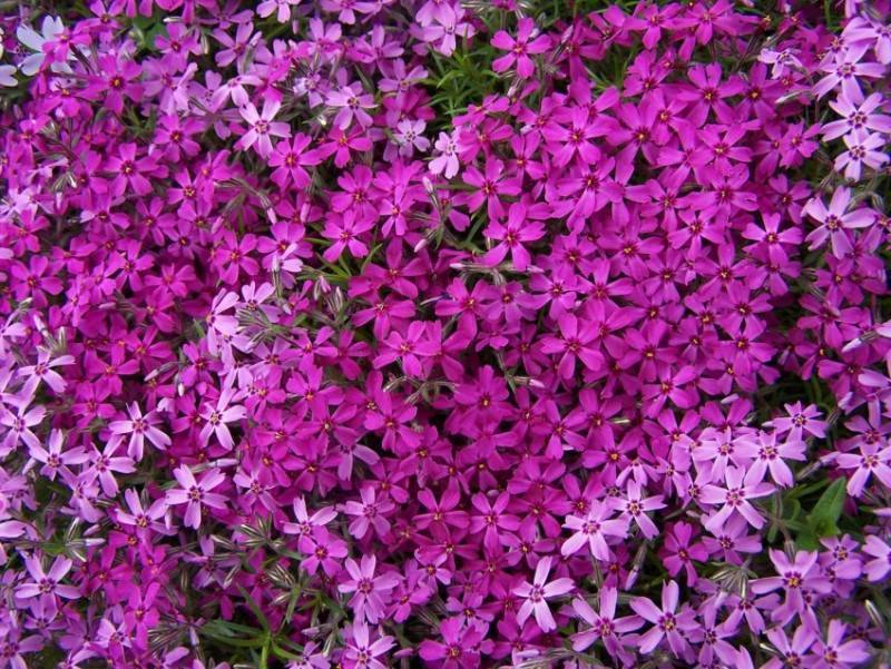 Кампанула или Жених и невеста: 7 популярных сортов