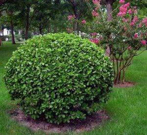 Бересклет (Euonymus) – уход, фото, виды