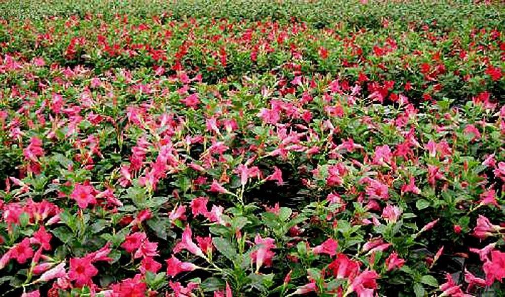 Ландыш: фото цветка, описание, выращивание, разведение и рекомендации по уходу