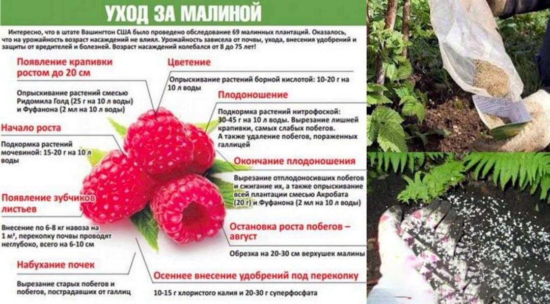 Подкормка смородины весной и осенью для хорошего урожая