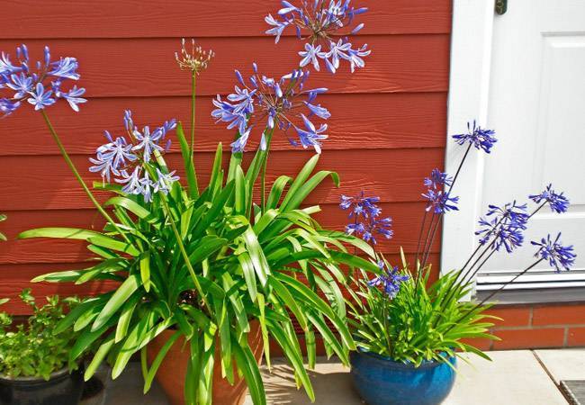 Агапантус (Agapanthus) – уход, фото, виды