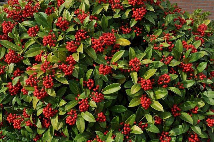 Скиммия (скимия, skimmia) - садовое и домашнее растение. уход, фото