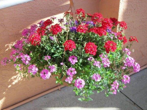 Ампельные цветы: описание, особенности выращивания и ухода, фото