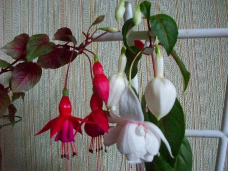 Фуксия (Fuchsia) – уход, фото, виды