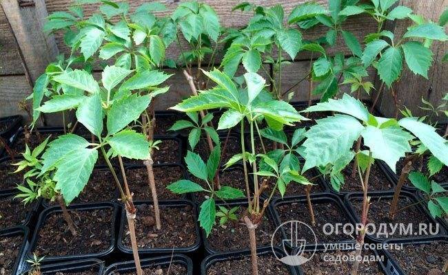 Дикий виноград: уход и посадка, размножение в домашних условиях