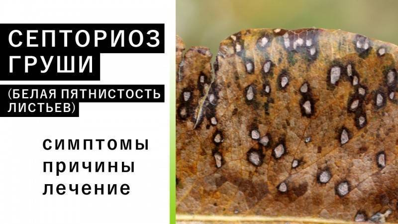 Септориоз: лечение и профилактика, меры борьбы