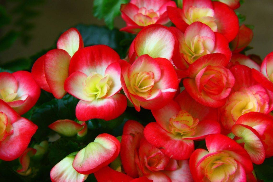 Бегония ампельная: секреты ухода и размещение в интерьере