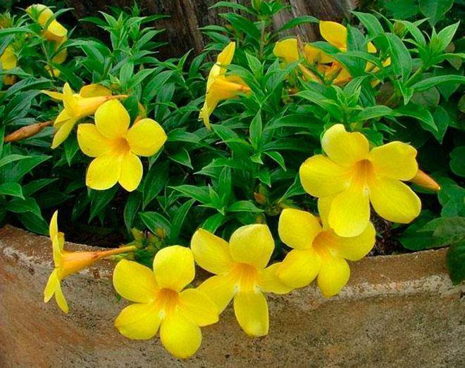 Алламанда (Allamanda) – уход, фото, виды
