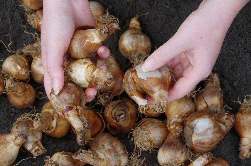 Нарциссы: фото, описание, названия, посадка и уход