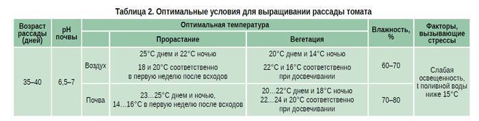 Как высаживать в грунт рассаду томатов с открытой и закрытой корневой системой