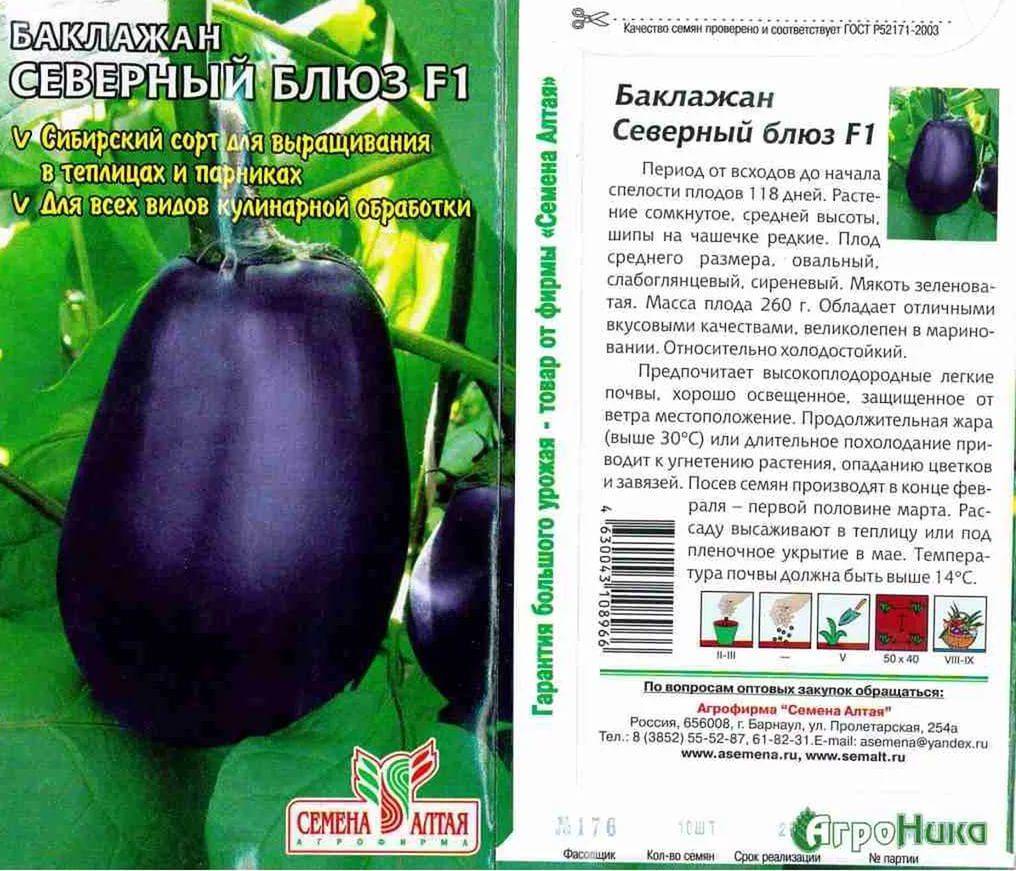 Баклажаны: посадка и уход в открытом грунте, как вырастить из семян, фото