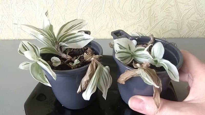 Ятрофа (Jatropha) – уход, фото, виды