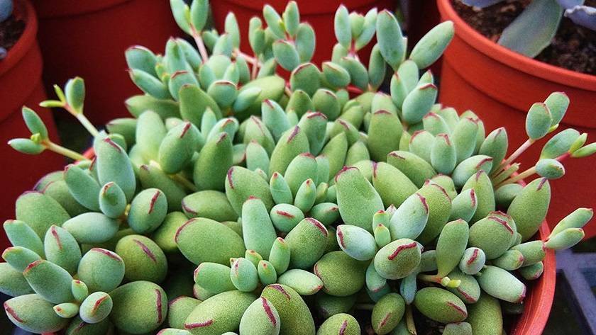 перевалка комнатных растений