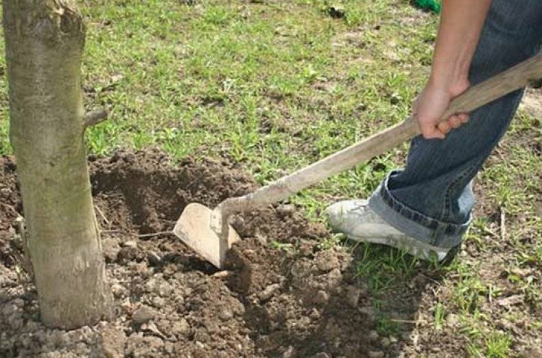 Пяденицы: как избавиться, как бороться с вредителем (средства)